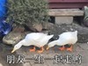 萌宠 鸭子 朋友一生一起走 开心 呆萌 可爱