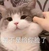 萌宠 猫星人 是不是给你脸了 捏你脸 呆萌 可爱