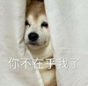 萌宠 汪星人 你不在乎我了 你怎么这个样子对我 憨憨 淘气
