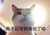 萌宠 喵星人 快点起来 再不起来我亲你了 呆萌 可爱