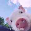 萌宠 猪 来自鼻孔的凝视 仔细看看 搞笑 憨憨
