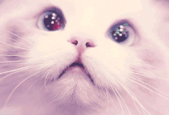 猫咪 眼睛 白毛 傻傻的