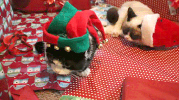 不爽猫  圣诞节 帽子 脾气暴躁的猫