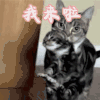 猫咪 我来啦 打招呼