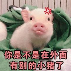 猪GIF原图图_猪动态_猪GIF动图-SOOGIF低头表情包表情图片