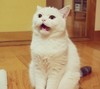 猫咪 傲娇 可爱 呆萌