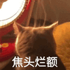 萌宠 猫 猫咪 喵星人 焦头烂额