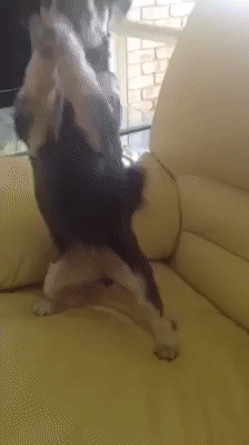 狗 萌宠 可爱 谢谢