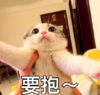 喵星人 可爱 萌宠 逗 文字表情包
