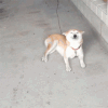 不开心 狗狗 眯眼睛 摇尾巴