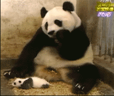 熊猫 小宝宝 可爱 惊吓