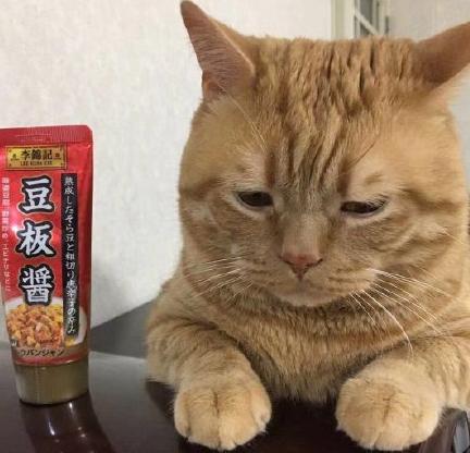 吃货 搞笑 可爱 萌宠 喵星人