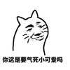 金馆长 猫猫 发呆 你这是要气死小可爱吗