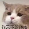 萌宠 猫星人 我又不敢顶嘴 委屈 不敢说话 卑微