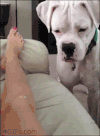 狗狗 美腿 生气 二货