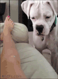 狗狗 美腿 生气 二货