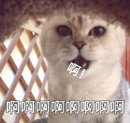 萌宠 喵星人 猫咪 饭圈 迷妹