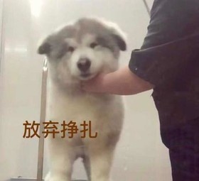 汪星人 可爱 萌 魔性 搞怪