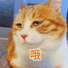 哦 猫 生气 搞怪 逗
