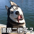 萌宠 二哈 哈士奇 狗 狗狗 汪星人 二傻子