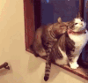 猫咪 搞笑 可爱 呆萌 打架
