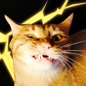 猫咪 流血 可怕 咬牙