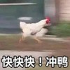 萌宠 鸡 快快快 冲鸭 搞怪 逗