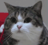 猫 萌宠 wink 可爱 卖萌