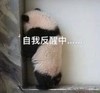 萌宠 熊猫 自我反省 面壁思过 呆萌 搞怪