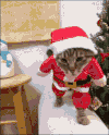 喵星人 圣诞装扮 萌 圣诞 节日 christmas