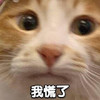 萌宠 猫星人 我慌了 惊讶 呆萌 可爱