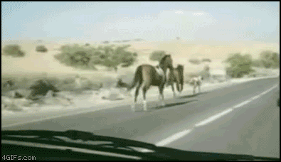 马 奔跑 跳跃 汽车