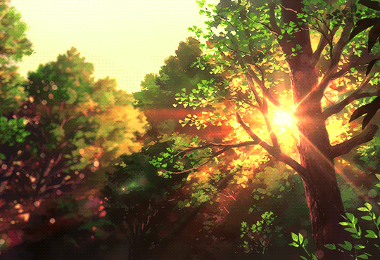 唯美意境 风景 树林 阳光