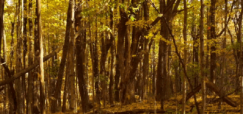 BBC壮美无边 唯美 树林 纪录片 落叶 风景