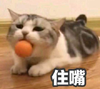 萌宠 喵星人 住嘴 闭嘴 呆萌 可爱
