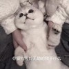 萌宠 喵星人 你要干什么 可怜无助 憨憨 可爱