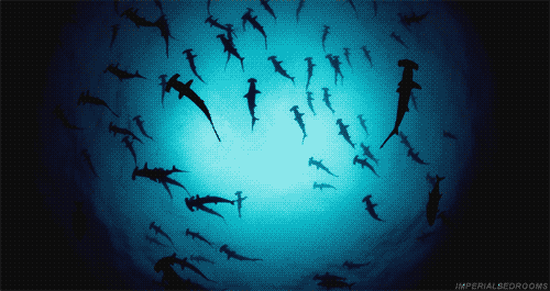 鲨鱼 迁徙 群体 觅食