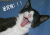 困死啦 猫咪 张大嘴 闭眼睛