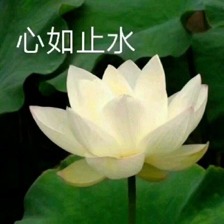 植物 荷花 心如止水 中老年 搞怪 逗