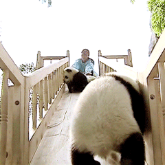 我又回来了 熊猫 玩滑梯 饲养员
