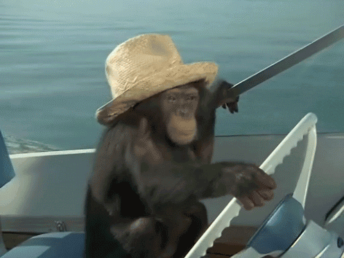 船 夏天 开车 黑猩猩