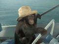 船 夏天 开车 黑猩猩