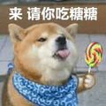 萌宠 狗 柴犬 汪星人 来 请你吃糖糖