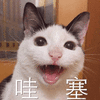 猫 哇塞 可爱 呆萌