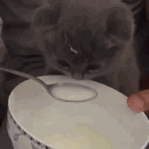 猫咪 喝奶 勺子 可爱