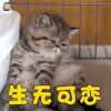萌宠 猫咪 猫 伤心 生无可恋 soogif soogif出品
