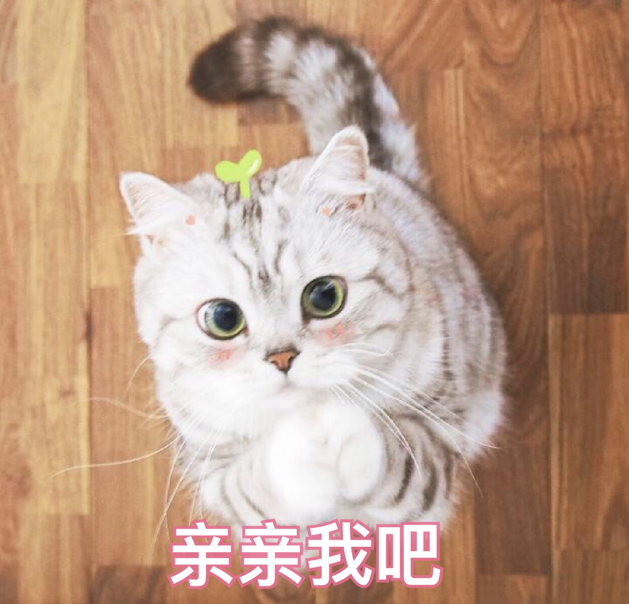 猫咪   可爱  亲亲我吧  渴望的眼神