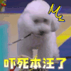 战斗吧萌犬 狗狗 蒙圈 吓死本汪了 soogif soogif出品