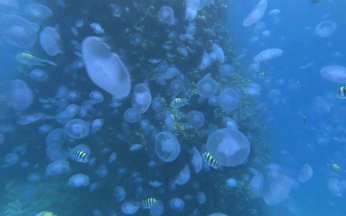 水母 鱼 海底世界 游动 绚丽 自然 海洋 ocean nature