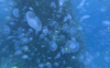 水母 鱼 海底世界 游动 绚丽 自然 海洋 ocean nature